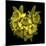 Explosion In Yellow - Daffodils-Magda Indigo-Mounted Photographic Print