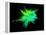 Explosion of Coloured Powder on Black Background-Jag_cz-Framed Premier Image Canvas