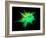 Explosion of Coloured Powder on Black Background-Jag_cz-Framed Photographic Print