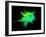 Explosion of Coloured Powder on Black Background-Jag_cz-Framed Photographic Print