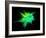 Explosion of Coloured Powder on Black Background-Jag_cz-Framed Photographic Print