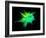 Explosion of Coloured Powder on Black Background-Jag_cz-Framed Photographic Print