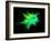 Explosion of Coloured Powder on Black Background-Jag_cz-Framed Photographic Print