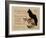 Exposition at Bodiniere-Théophile Alexandre Steinlen-Framed Art Print