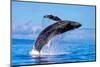 Exposive Breach of a Humpback Whale in Lahaina on Maui.-Manuel Balesteri-Mounted Photographic Print