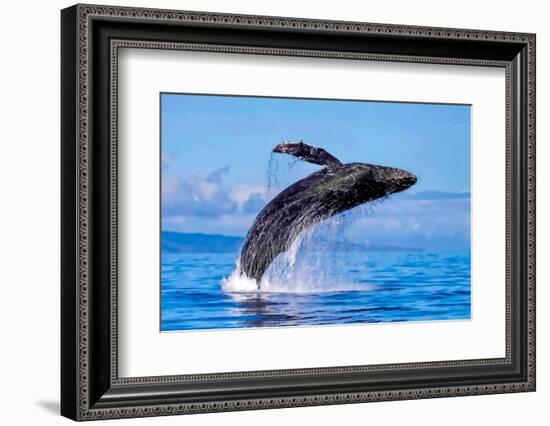 Exposive Breach of a Humpback Whale in Lahaina on Maui.-Manuel Balesteri-Framed Photographic Print