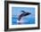 Exposive Breach of a Humpback Whale in Lahaina on Maui.-Manuel Balesteri-Framed Photographic Print