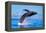 Exposive Breach of a Humpback Whale in Lahaina on Maui.-Manuel Balesteri-Framed Premier Image Canvas