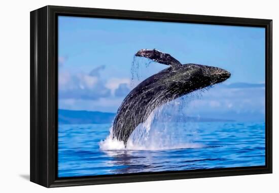 Exposive Breach of a Humpback Whale in Lahaina on Maui.-Manuel Balesteri-Framed Premier Image Canvas