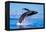 Exposive Breach of a Humpback Whale in Lahaina on Maui.-Manuel Balesteri-Framed Premier Image Canvas