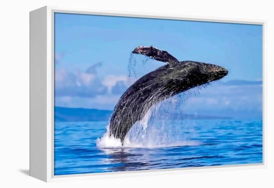 Exposive Breach of a Humpback Whale in Lahaina on Maui.-Manuel Balesteri-Framed Premier Image Canvas