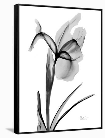 Expressed Iris 2-Albert Koetsier-Framed Premier Image Canvas