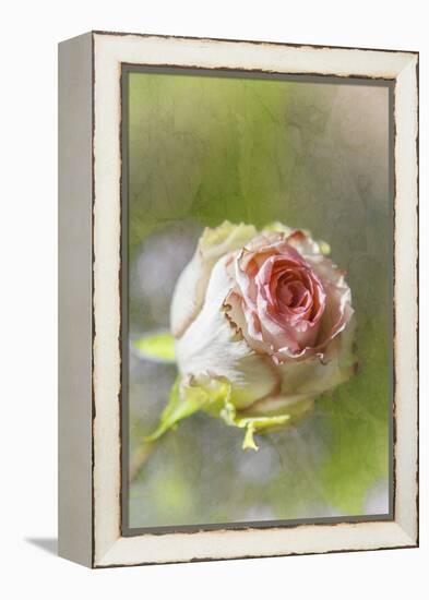 Exquisite Pink-Viviane Fedieu Daniel-Framed Premier Image Canvas
