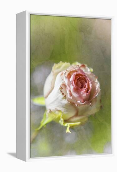 Exquisite Pink-Viviane Fedieu Daniel-Framed Premier Image Canvas