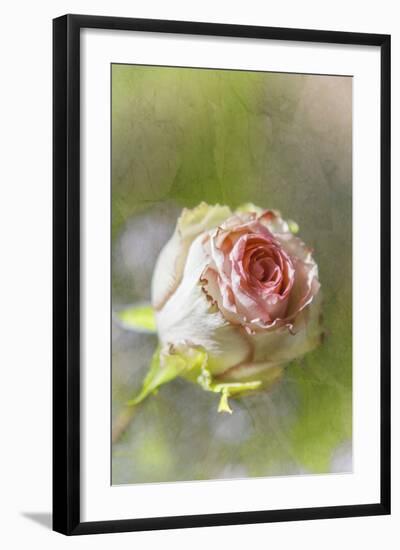 Exquisite Pink-Viviane Fedieu Daniel-Framed Photographic Print