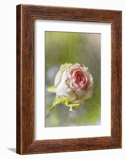 Exquisite Pink-Viviane Fedieu Daniel-Framed Photographic Print