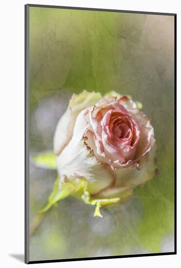 Exquisite Pink-Viviane Fedieu Daniel-Mounted Photographic Print