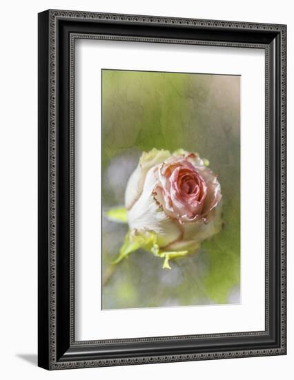 Exquisite Pink-Viviane Fedieu Daniel-Framed Photographic Print