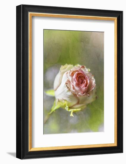 Exquisite Pink-Viviane Fedieu Daniel-Framed Photographic Print