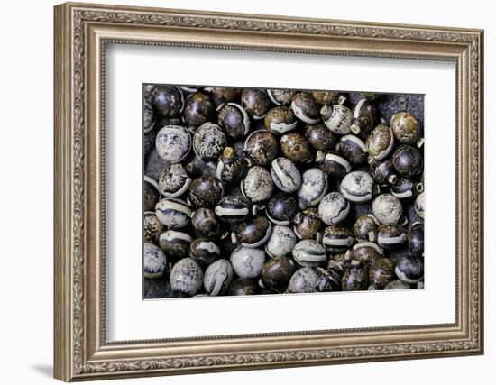 Extatosoma Tiaratum (Giant Prickly Stick Insect) - Eggs-Paul Starosta-Framed Photographic Print