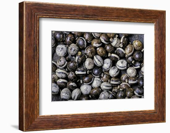 Extatosoma Tiaratum (Giant Prickly Stick Insect) - Eggs-Paul Starosta-Framed Photographic Print