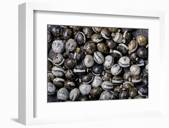 Extatosoma Tiaratum (Giant Prickly Stick Insect) - Eggs-Paul Starosta-Framed Photographic Print