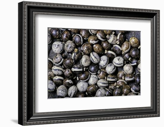 Extatosoma Tiaratum (Giant Prickly Stick Insect) - Eggs-Paul Starosta-Framed Photographic Print