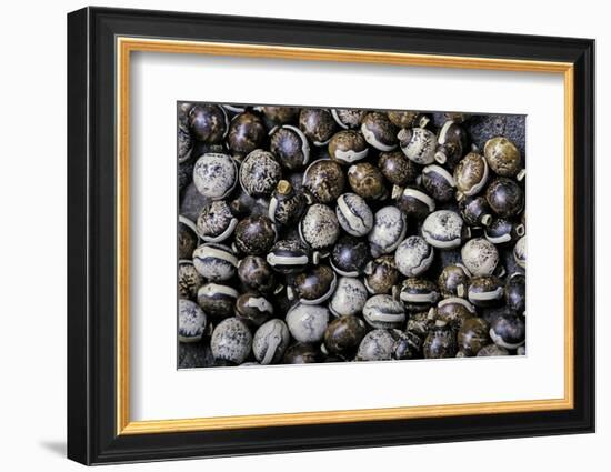 Extatosoma Tiaratum (Giant Prickly Stick Insect) - Eggs-Paul Starosta-Framed Photographic Print