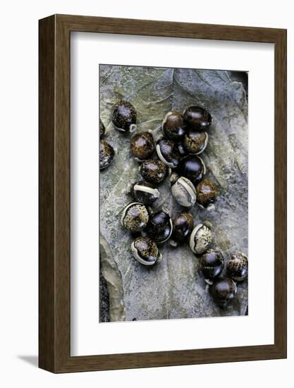 Extatosoma Tiaratum (Giant Prickly Stick Insect) - Eggs-Paul Starosta-Framed Photographic Print