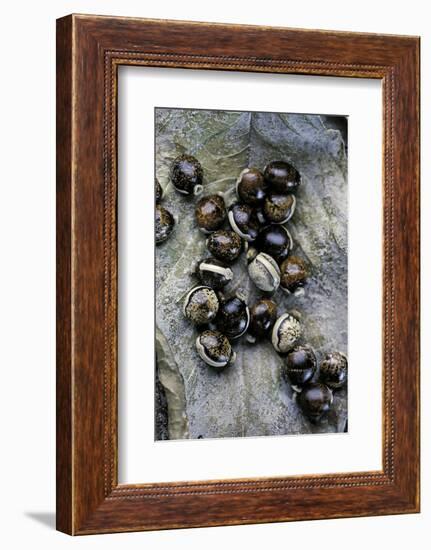 Extatosoma Tiaratum (Giant Prickly Stick Insect) - Eggs-Paul Starosta-Framed Photographic Print