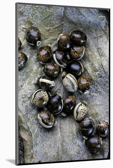 Extatosoma Tiaratum (Giant Prickly Stick Insect) - Eggs-Paul Starosta-Mounted Photographic Print