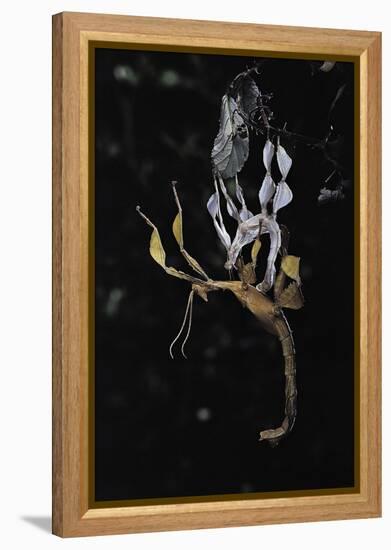 Extatosoma Tiaratum (Giant Prickly Stick Insect) - Emerging-Paul Starosta-Framed Premier Image Canvas