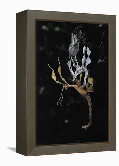 Extatosoma Tiaratum (Giant Prickly Stick Insect) - Emerging-Paul Starosta-Framed Premier Image Canvas