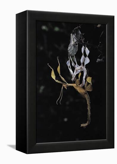 Extatosoma Tiaratum (Giant Prickly Stick Insect) - Emerging-Paul Starosta-Framed Premier Image Canvas