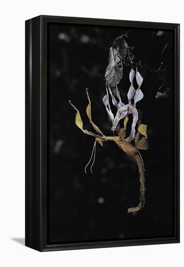 Extatosoma Tiaratum (Giant Prickly Stick Insect) - Emerging-Paul Starosta-Framed Premier Image Canvas