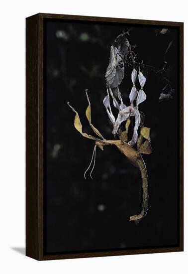 Extatosoma Tiaratum (Giant Prickly Stick Insect) - Emerging-Paul Starosta-Framed Premier Image Canvas