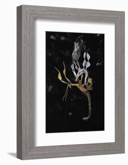 Extatosoma Tiaratum (Giant Prickly Stick Insect) - Emerging-Paul Starosta-Framed Photographic Print