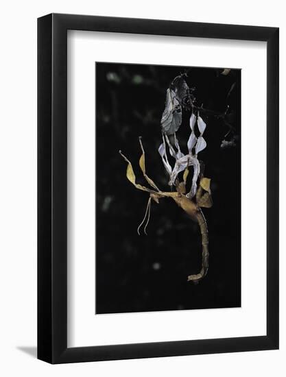 Extatosoma Tiaratum (Giant Prickly Stick Insect) - Emerging-Paul Starosta-Framed Photographic Print