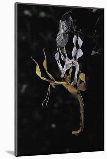 Extatosoma Tiaratum (Giant Prickly Stick Insect) - Emerging-Paul Starosta-Mounted Photographic Print