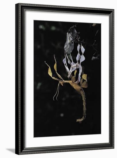 Extatosoma Tiaratum (Giant Prickly Stick Insect) - Emerging-Paul Starosta-Framed Photographic Print