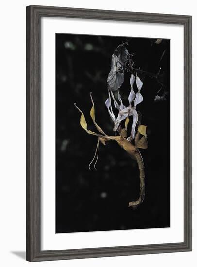 Extatosoma Tiaratum (Giant Prickly Stick Insect) - Emerging-Paul Starosta-Framed Photographic Print