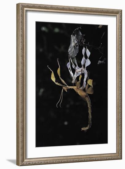 Extatosoma Tiaratum (Giant Prickly Stick Insect) - Emerging-Paul Starosta-Framed Photographic Print