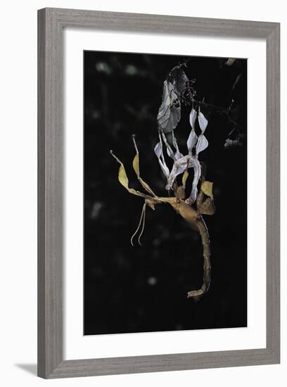 Extatosoma Tiaratum (Giant Prickly Stick Insect) - Emerging-Paul Starosta-Framed Photographic Print