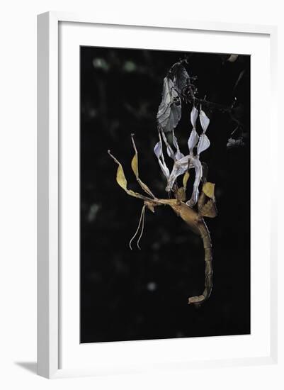 Extatosoma Tiaratum (Giant Prickly Stick Insect) - Emerging-Paul Starosta-Framed Photographic Print