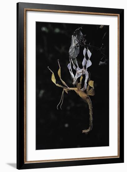 Extatosoma Tiaratum (Giant Prickly Stick Insect) - Emerging-Paul Starosta-Framed Photographic Print