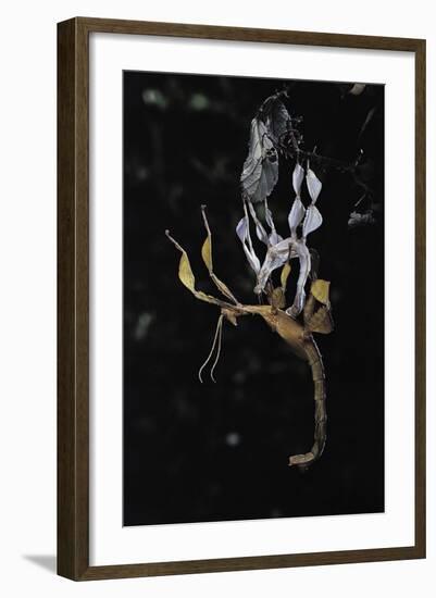 Extatosoma Tiaratum (Giant Prickly Stick Insect) - Emerging-Paul Starosta-Framed Photographic Print