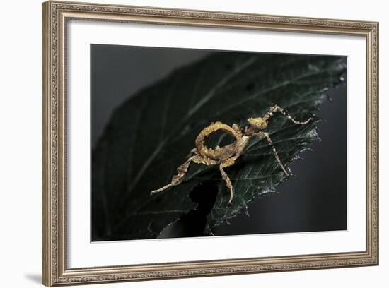 Extatosoma Tiaratum (Giant Prickly Stick Insect) - Larva-Paul Starosta-Framed Photographic Print