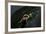 Extatosoma Tiaratum (Giant Prickly Stick Insect) - Larva-Paul Starosta-Framed Photographic Print