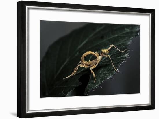 Extatosoma Tiaratum (Giant Prickly Stick Insect) - Larva-Paul Starosta-Framed Photographic Print