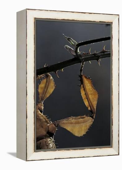 Extatosoma Tiaratum (Giant Prickly Stick Insect) - Leg-Paul Starosta-Framed Premier Image Canvas